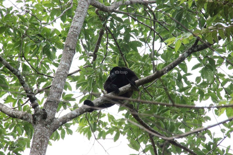 Black howler monkey