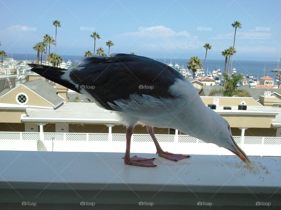 Hungry Seagull Eats Food on Balcony on Catalina Island, California
