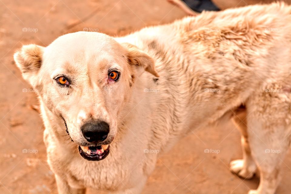 this dog is sick of trying😢