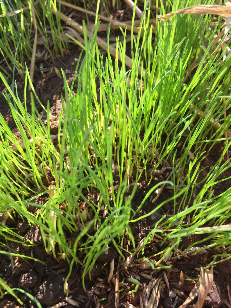 Flora, Grass, Growth, Leaf, Environment