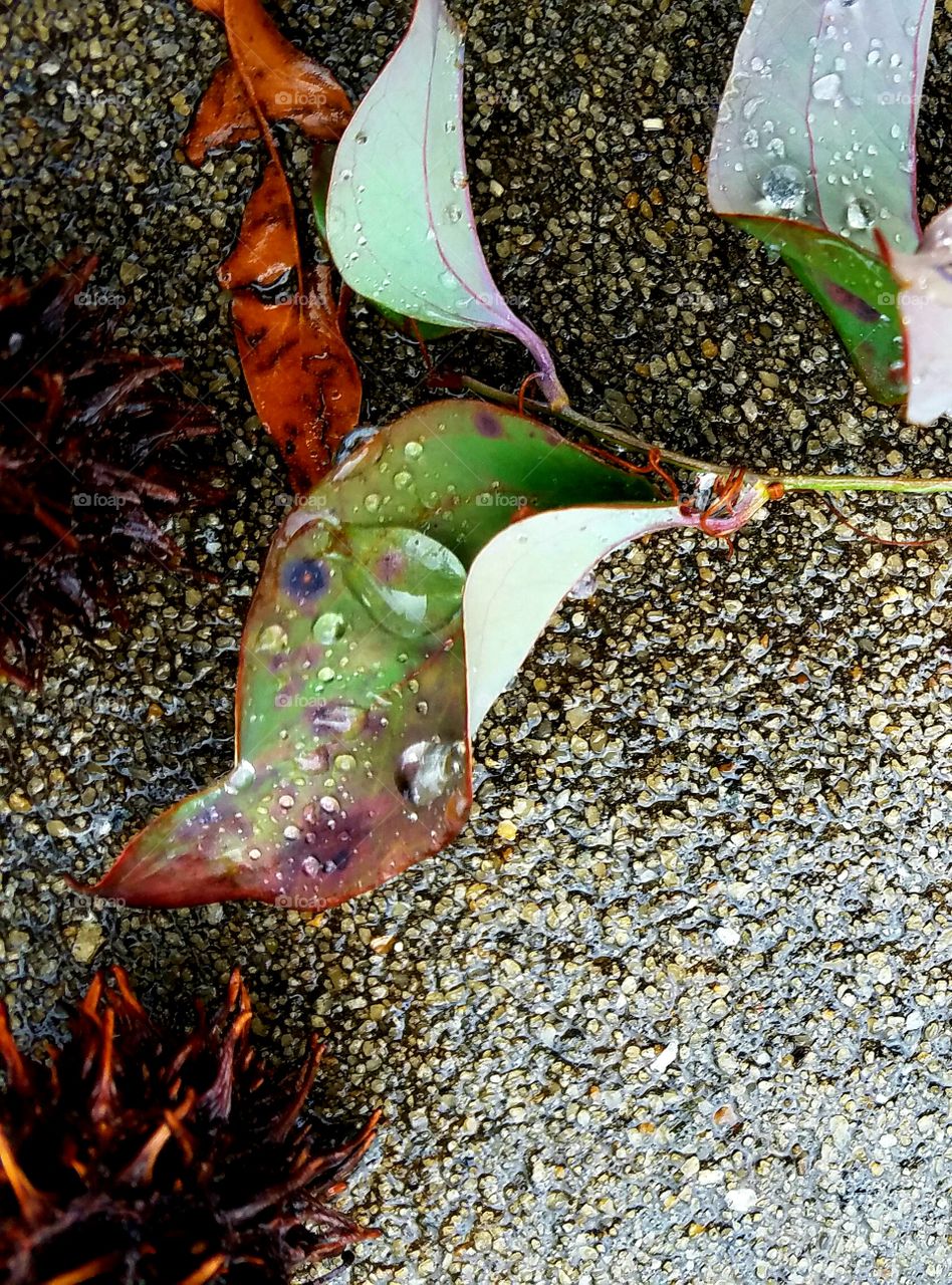 vine leaf on concrete after the rain.