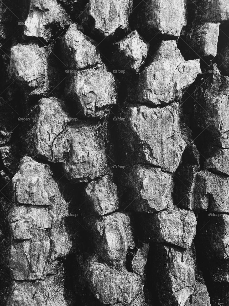 Black and white closeup of the corky bark of a sugarberry (or southern hackberry) tree, revealing the rich organic texture 