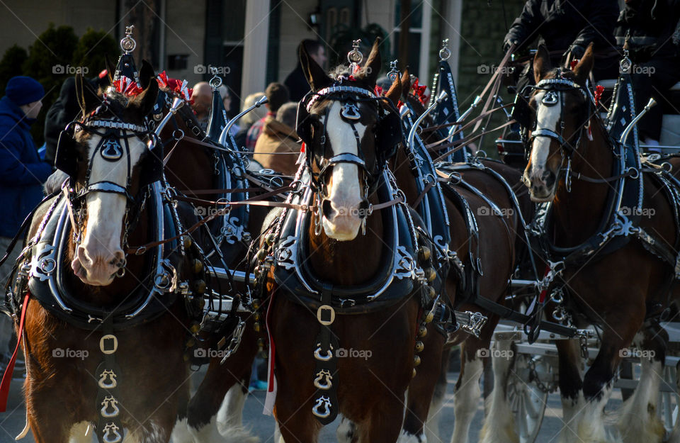 Horse drawn carriage in a holiday parade outdoors