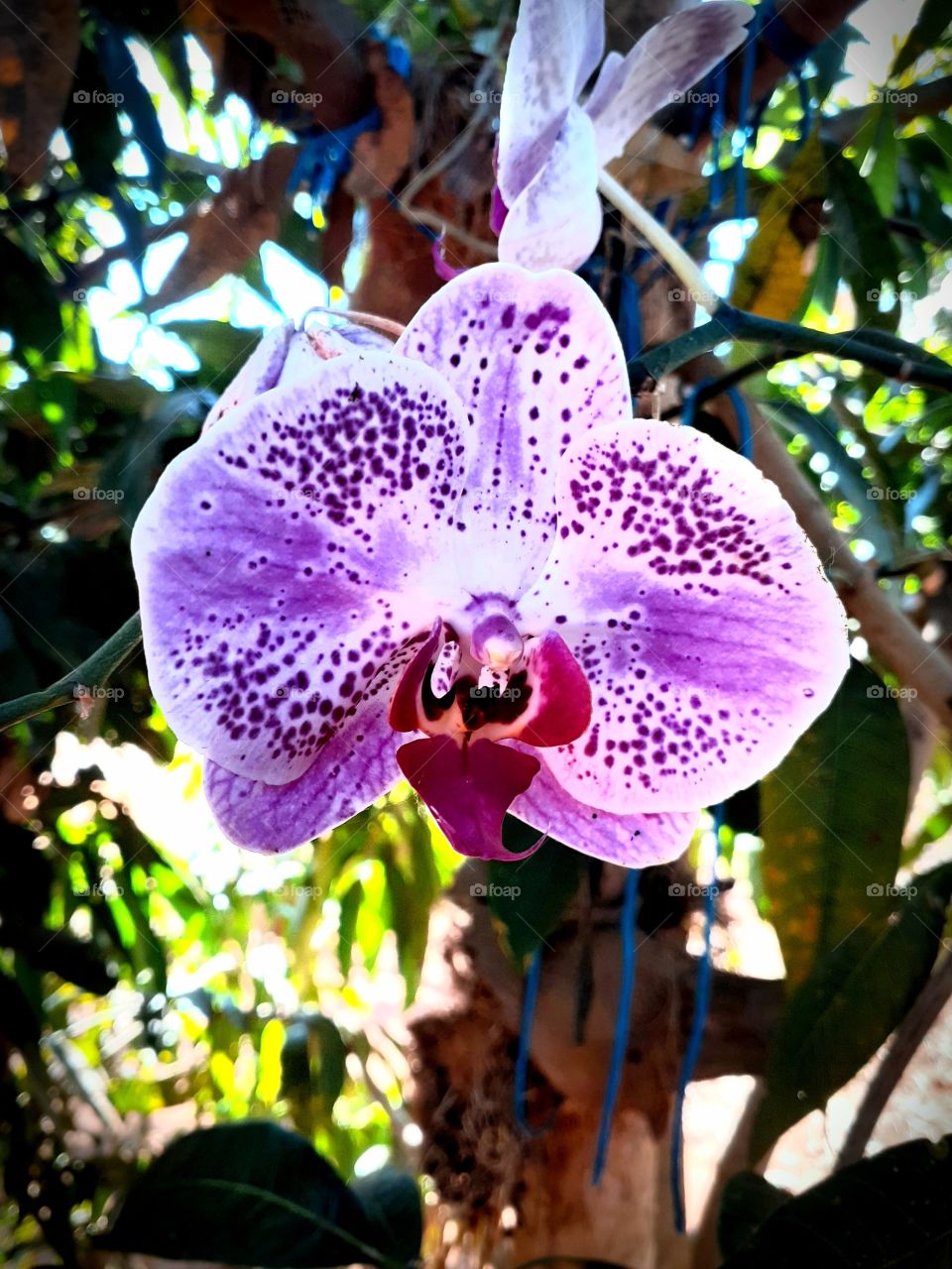 Orchid