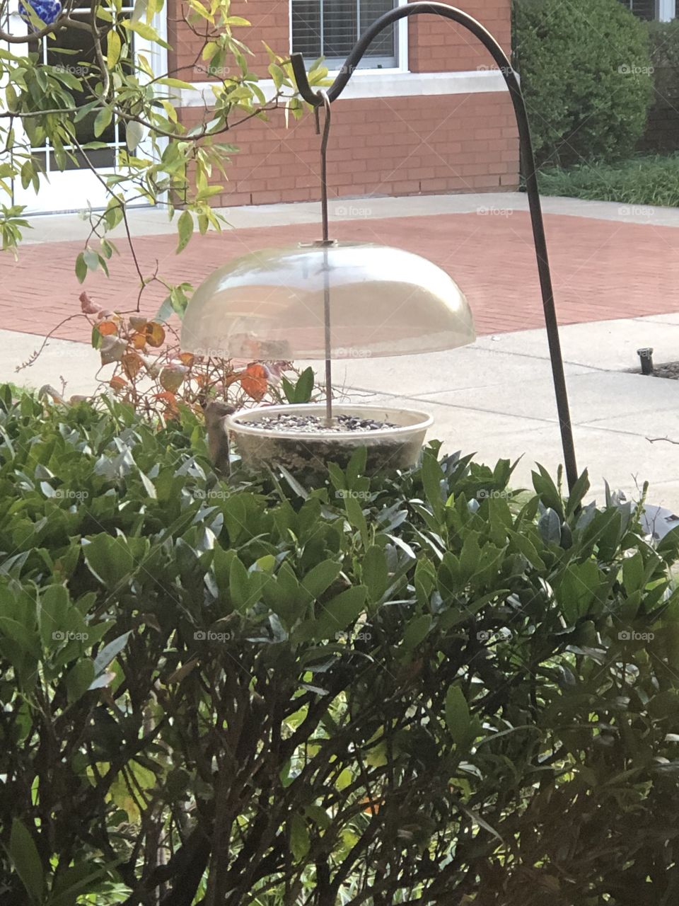 Mouse stealing bird seed