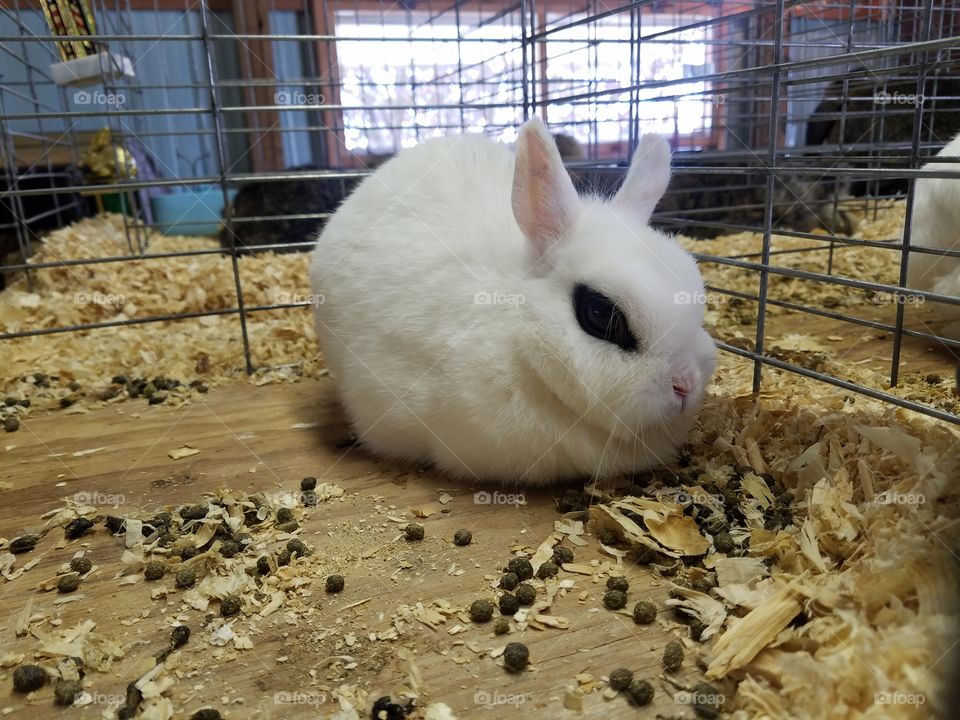 Cute little bunny
