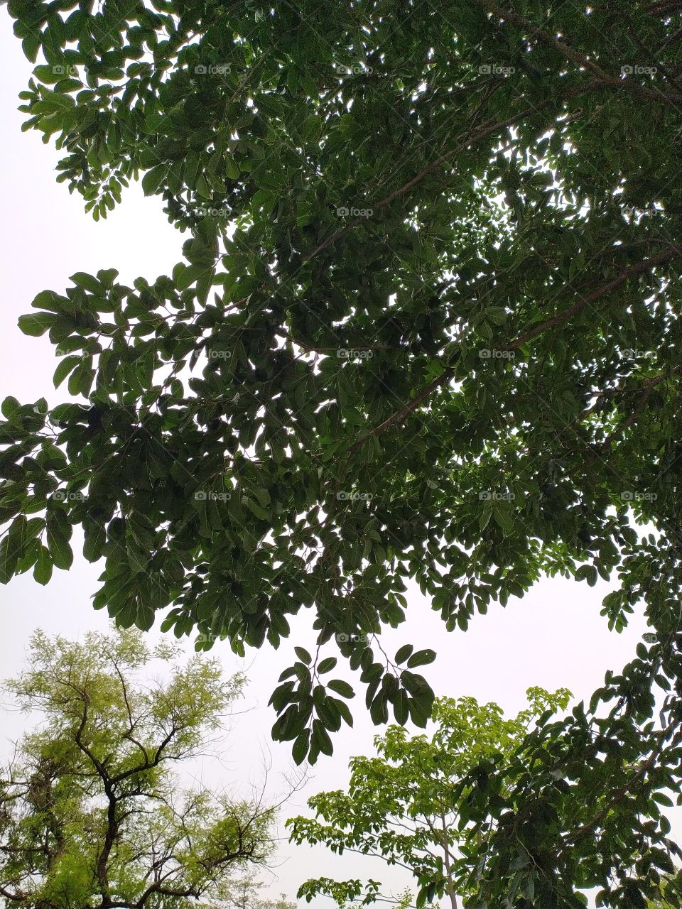 Giving shade and solace to suffering humanity