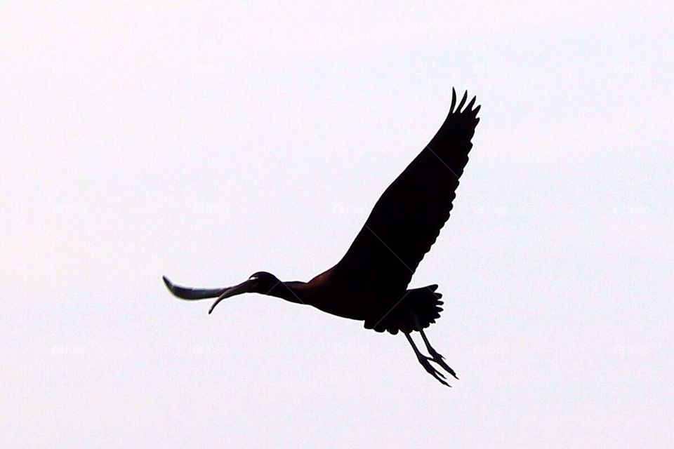 Glossy ibis 