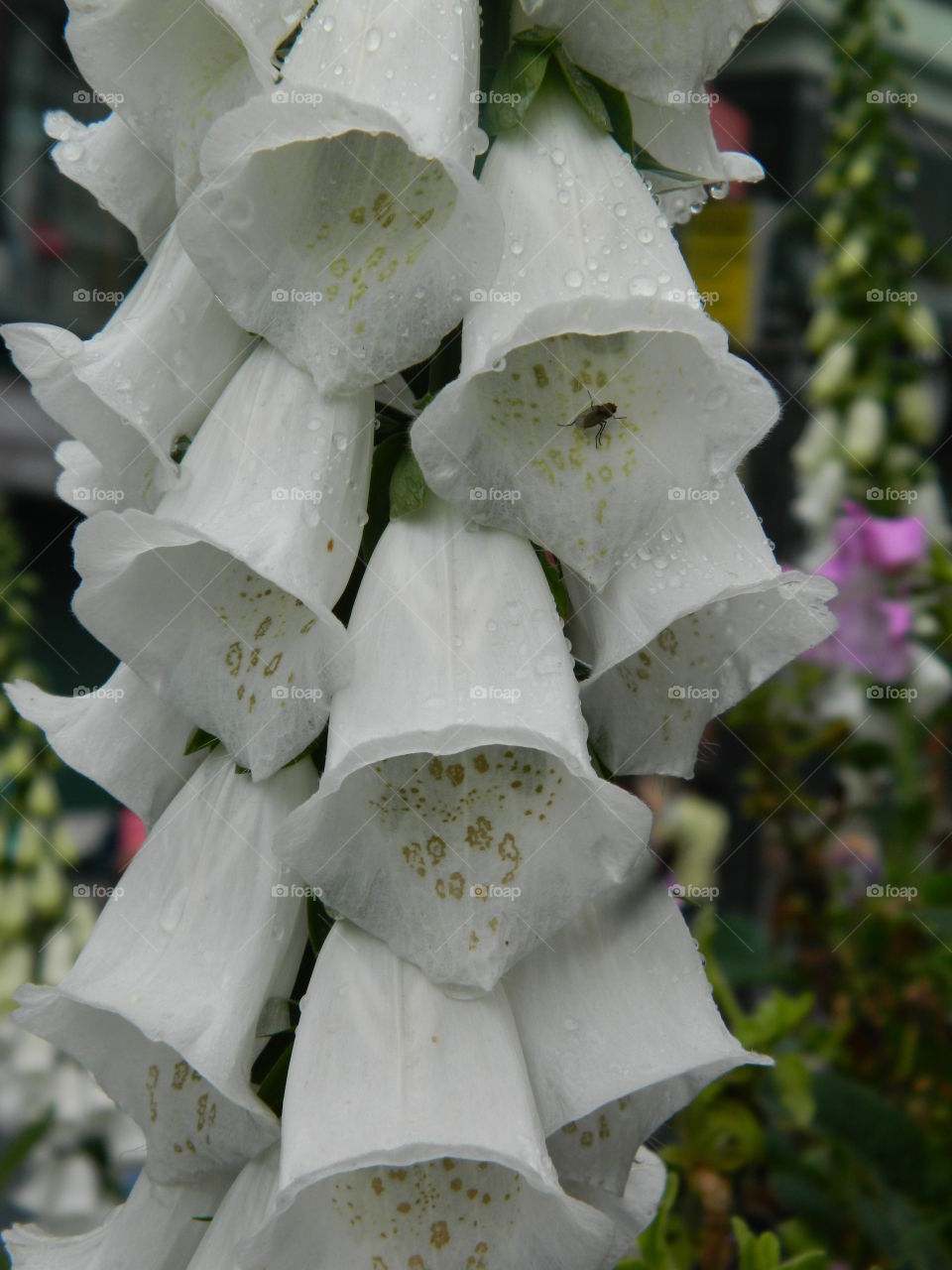 white flowers 2