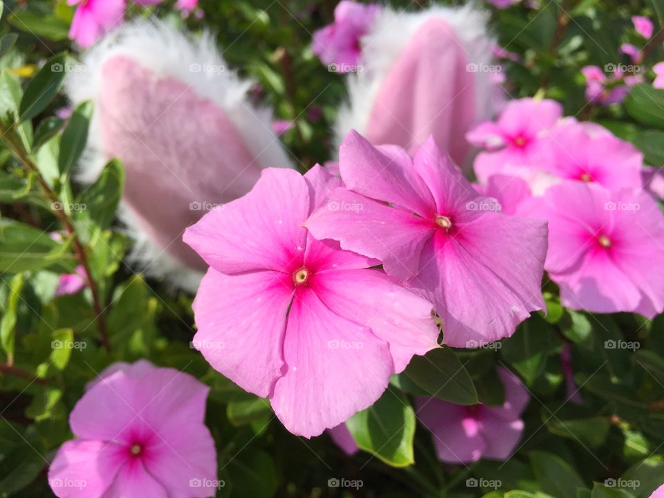 Pink surprises in springtime flowers and bunnies
