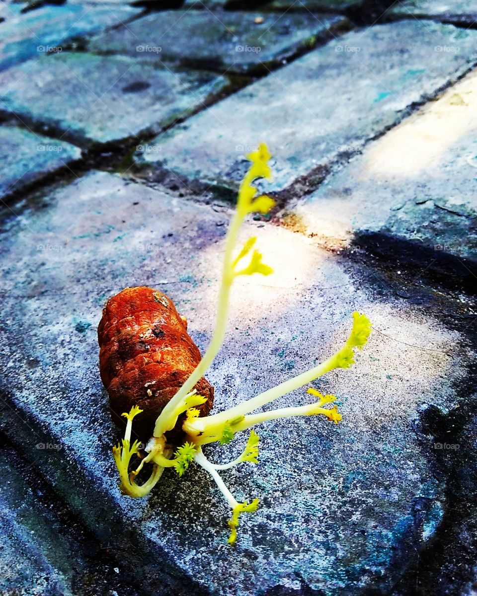 Carrots sprout