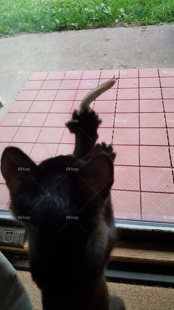 kitty cat after a slug