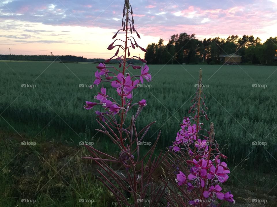 Flowers and landscape