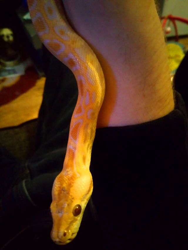 Burmese python