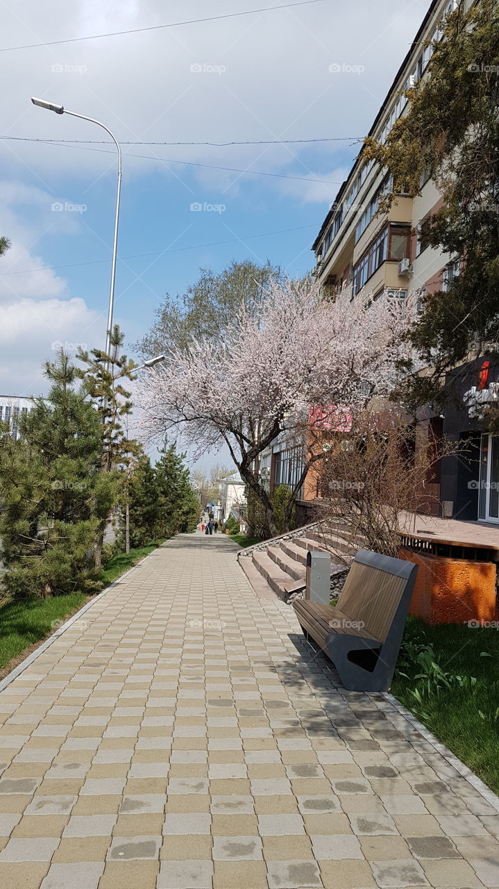 apricot tree blossom on the street road