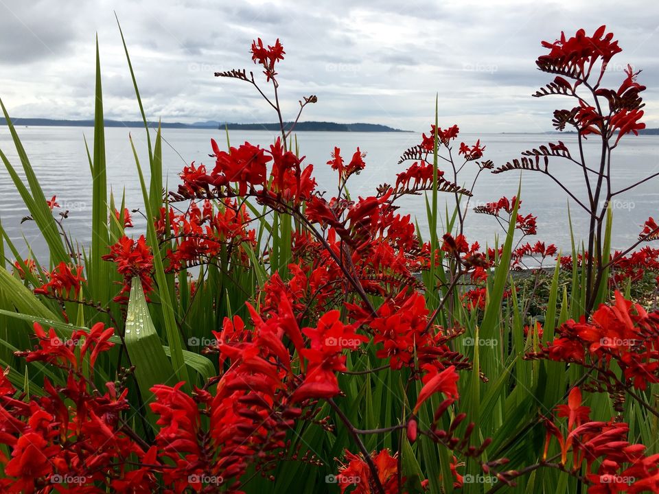 Red flowers