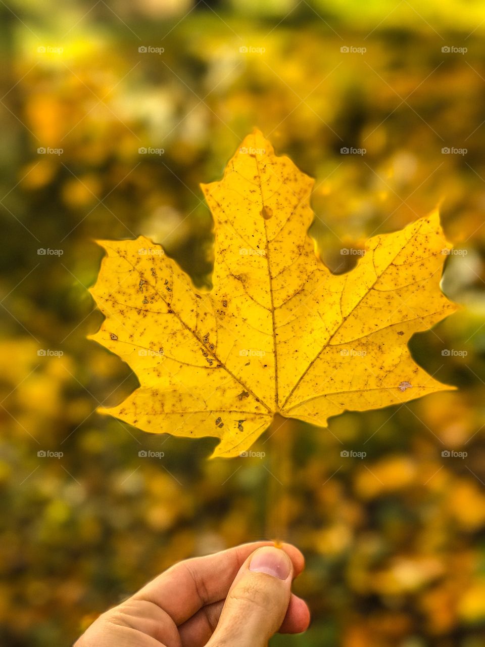 Fall, Leaf, Nature, Outdoors, Maple