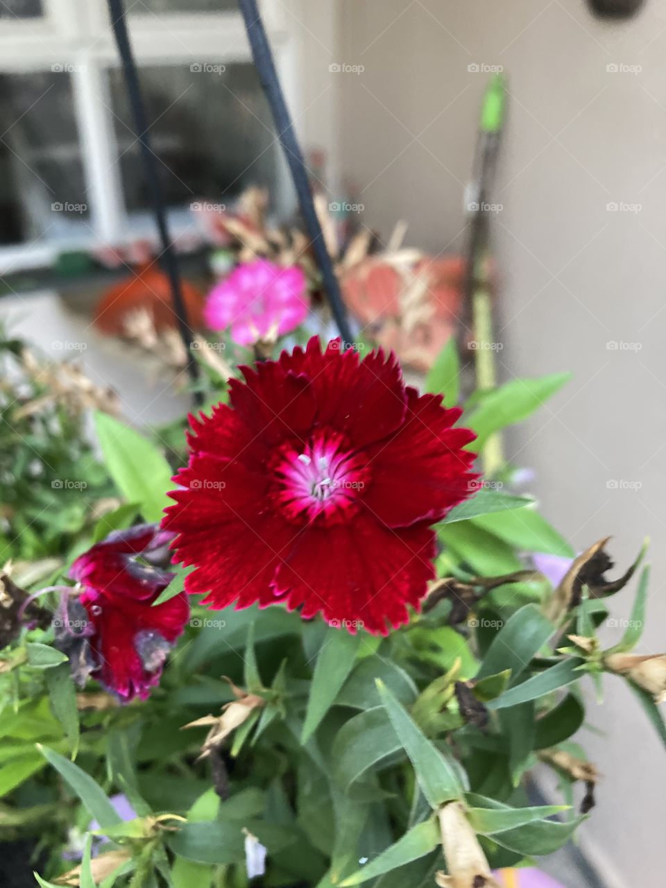 🌹 🇺🇸 Very beautiful flowers to brighten our day.  Live nature and its beauty. Did you like the delicate petals? / 🇧🇷 Flores muito bonitas para alegrar nosso dia. Viva a natureza e sua beleza. Gostaram das pétalas delicadas? 