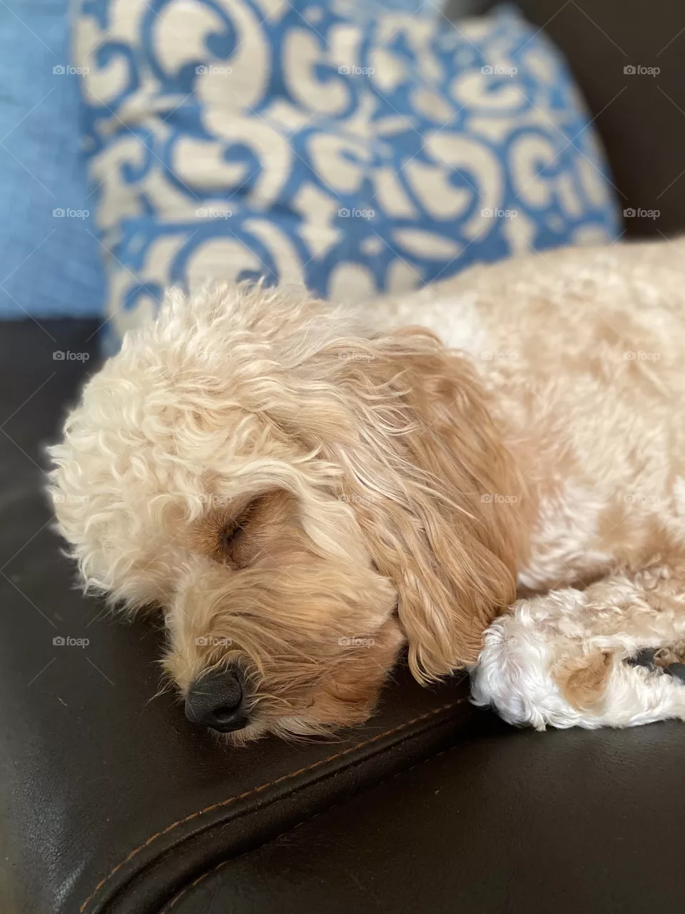Sleepy puppy 