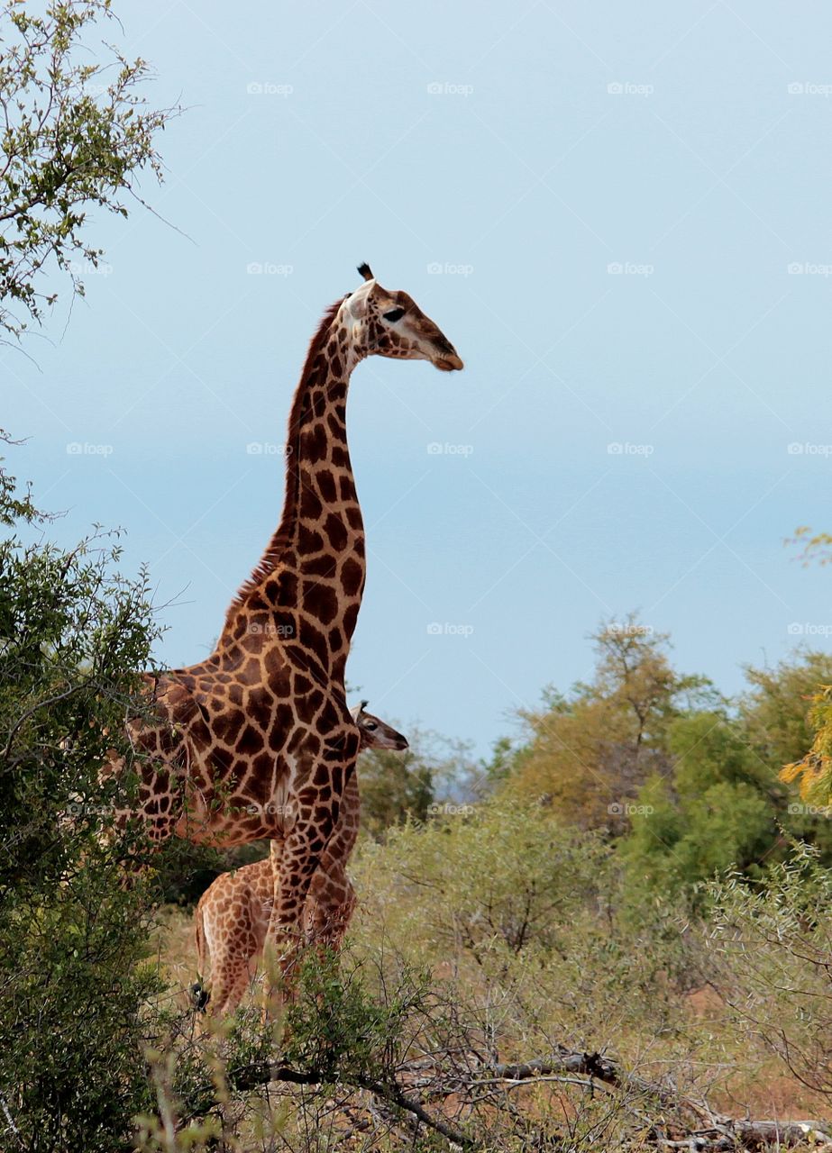 male giraffe