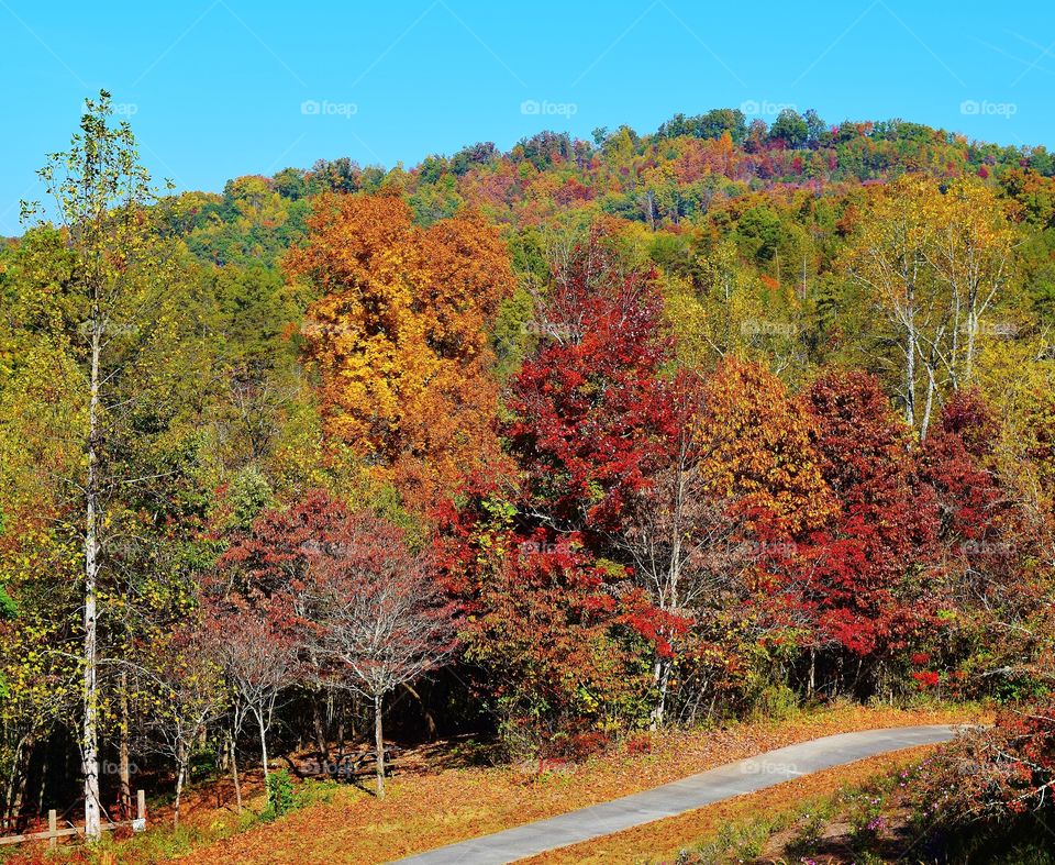 Fall colors