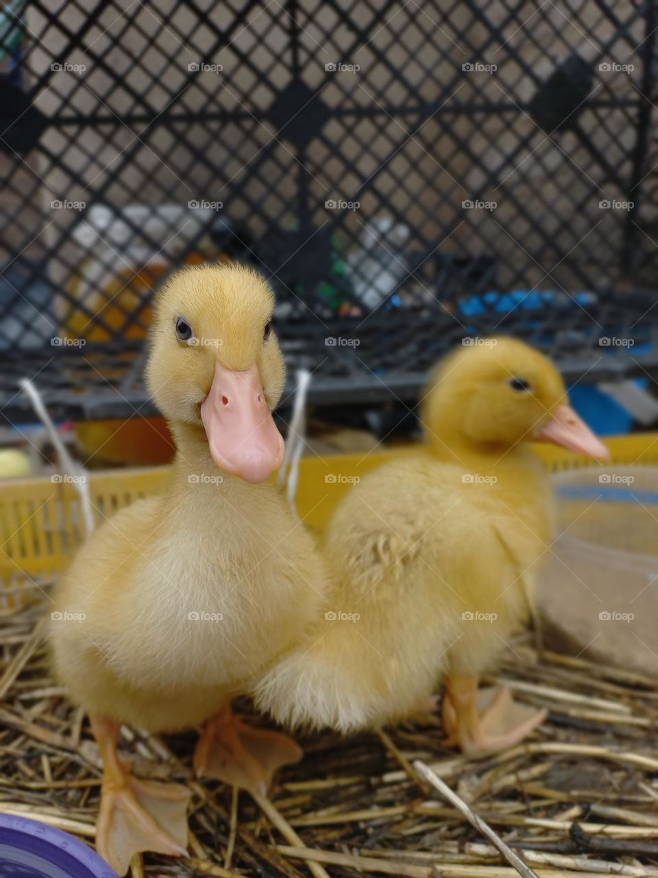маленькие милые уточки🤗