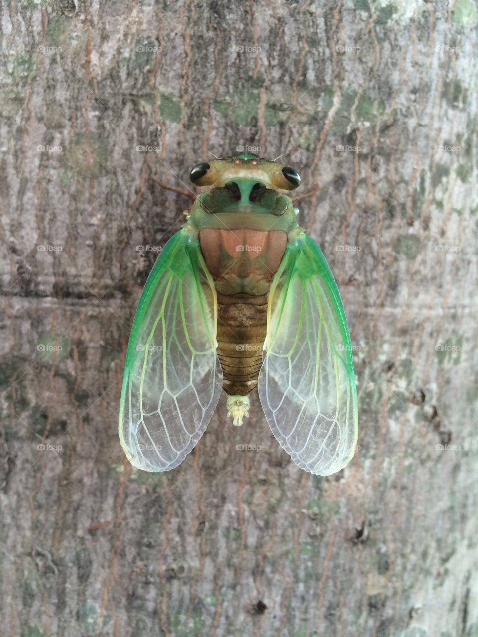 Cicada wings