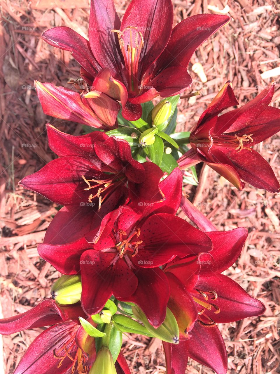 Maroon flowers 