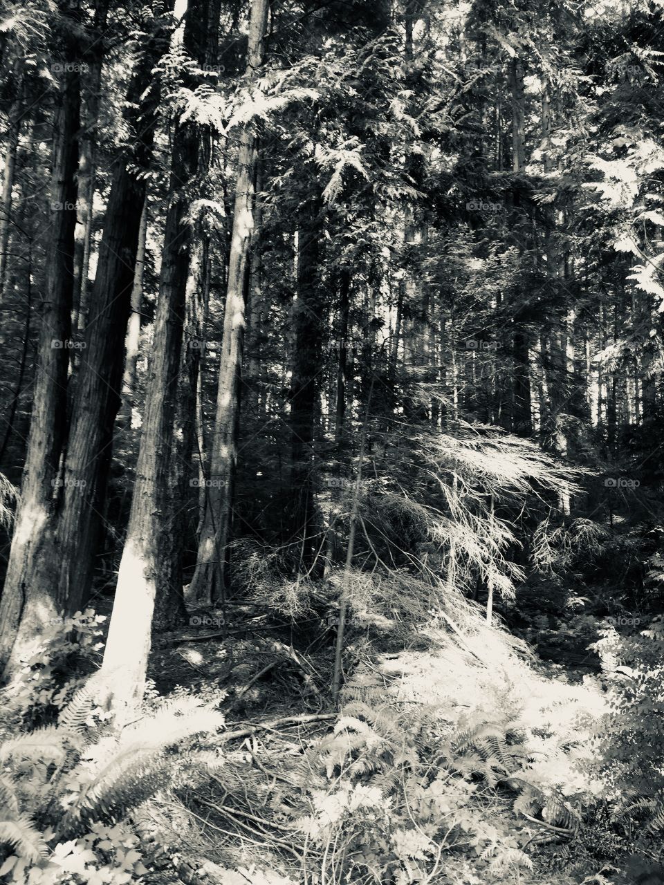 An eerie feeling if the Pacific Northwest was in black and white at Pacific Spirit Forest in Vancouver, British Columbia 