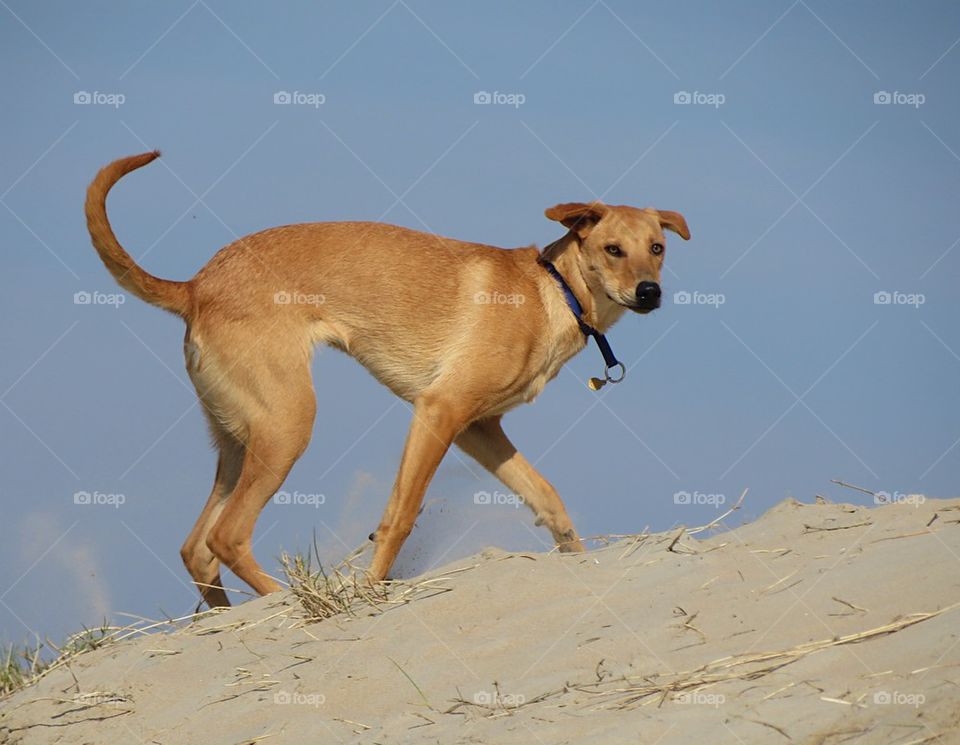 Dog running free