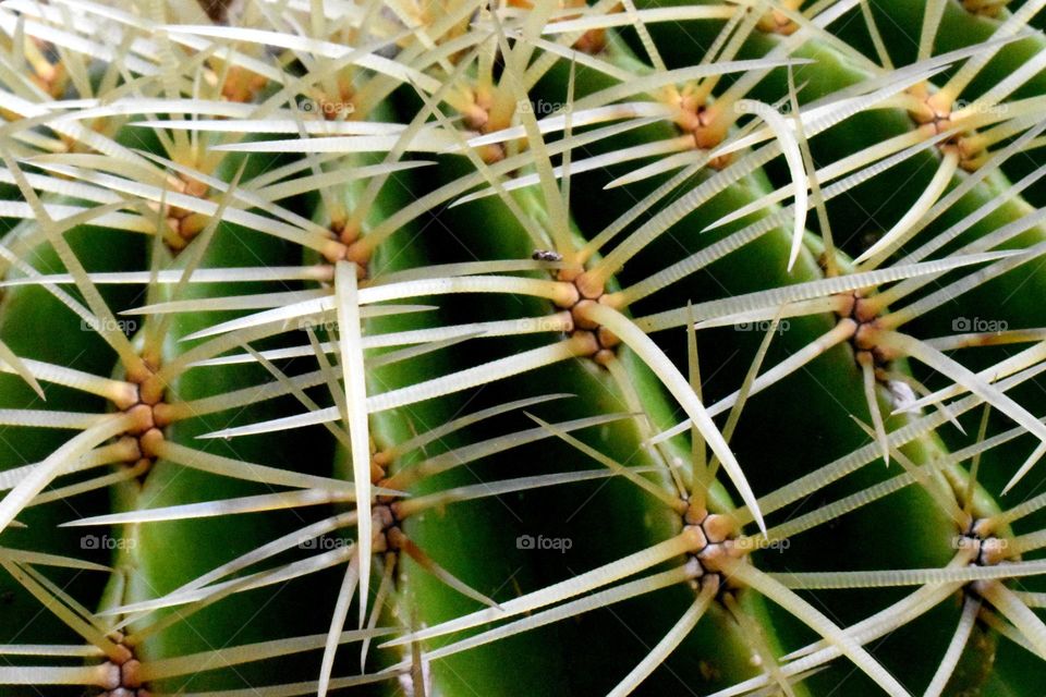 echinocactus white spines