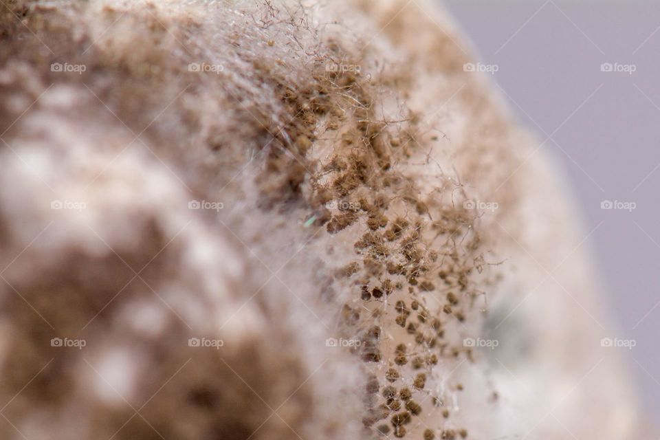 Mold growing on bread. 