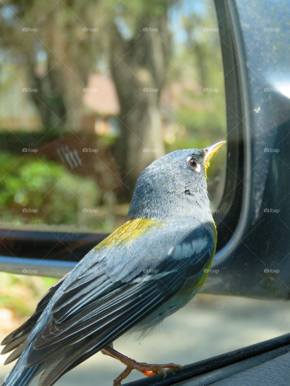 Northern Parula