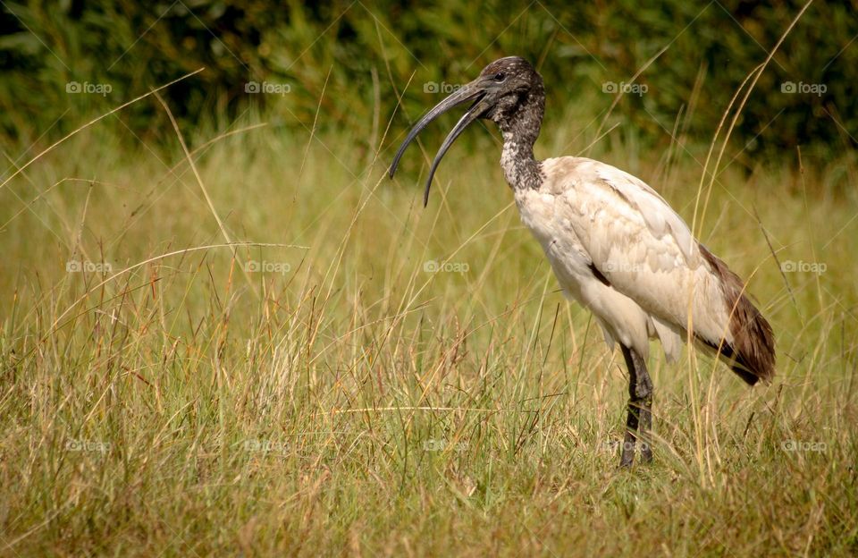Sacred ibis bird yawning in the grasslands