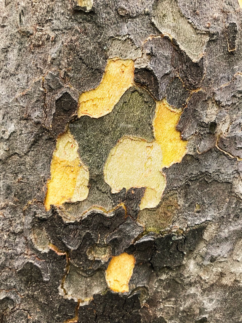 Sycamore bark