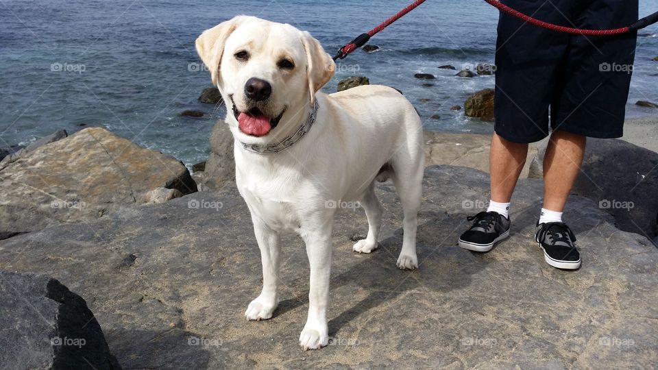 Scout the Beach Boy. Scout in Dana Point, California happy to be on a walk