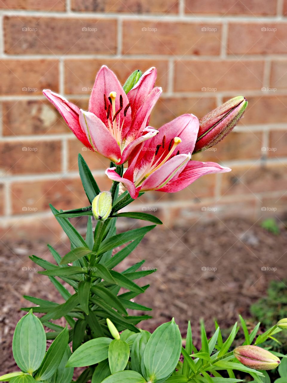 Lilies - red & white