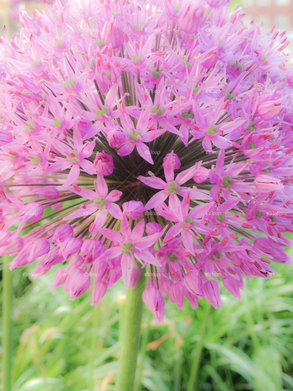 Close-up of pink flower