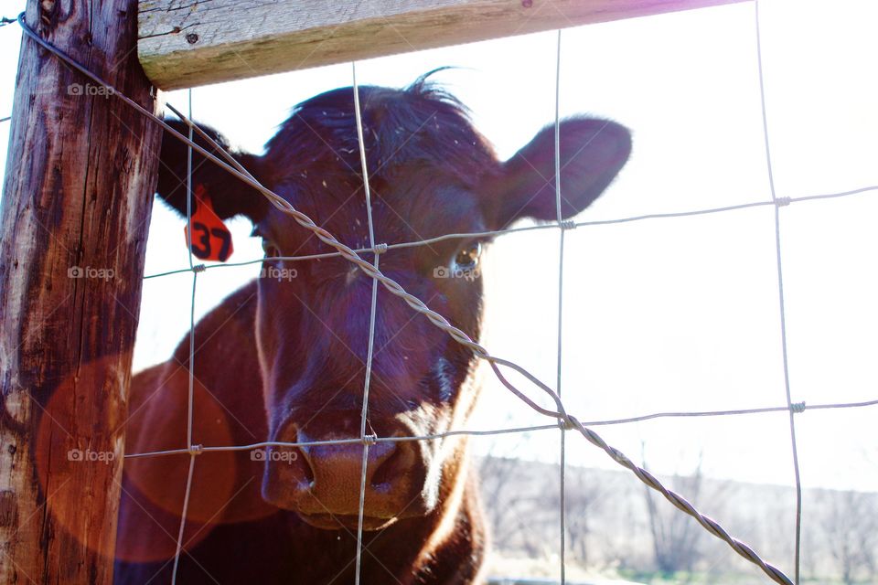 Curious steer peeking through a wire fence on a bright, sunny early spring day