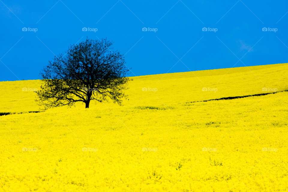 spring yellow flora nature by maapu