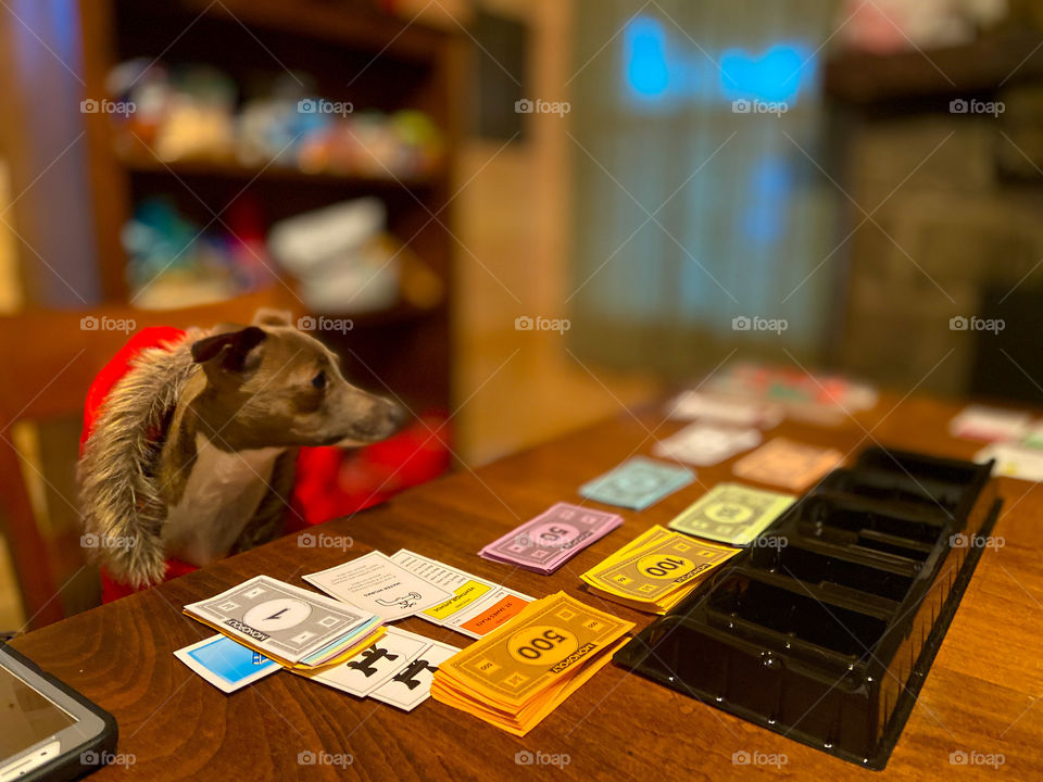 Dog posing in front of monopoly game