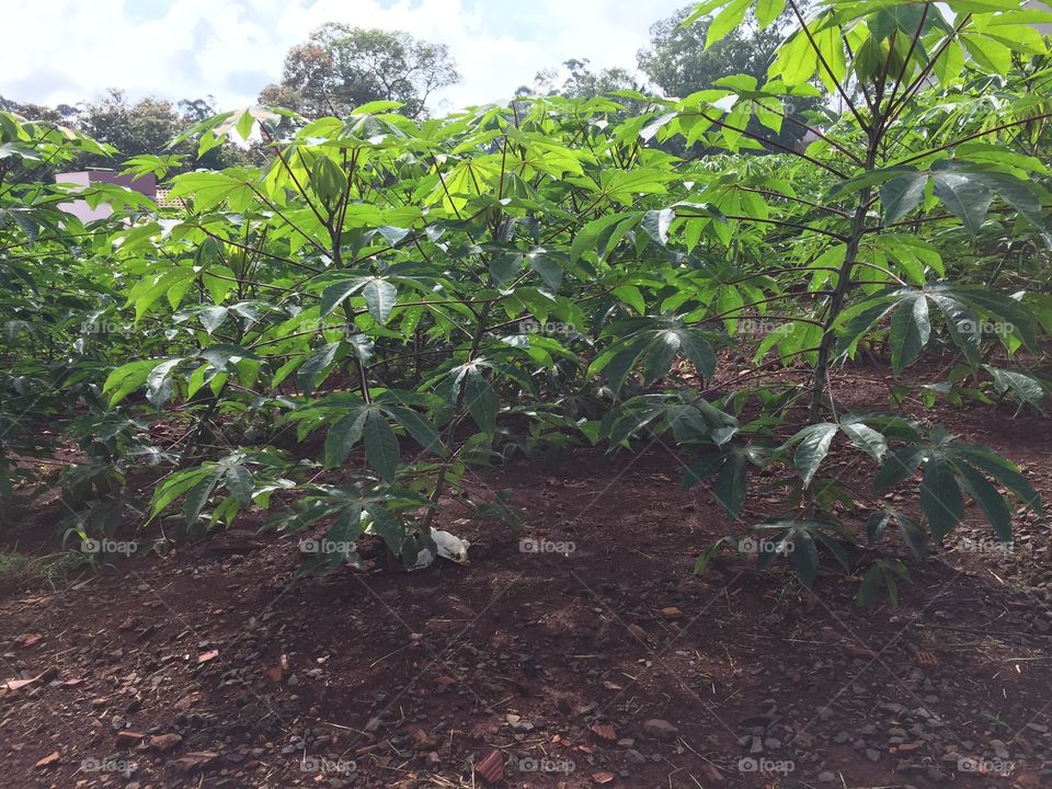 Plantação de mandioca ao lado da minha casa