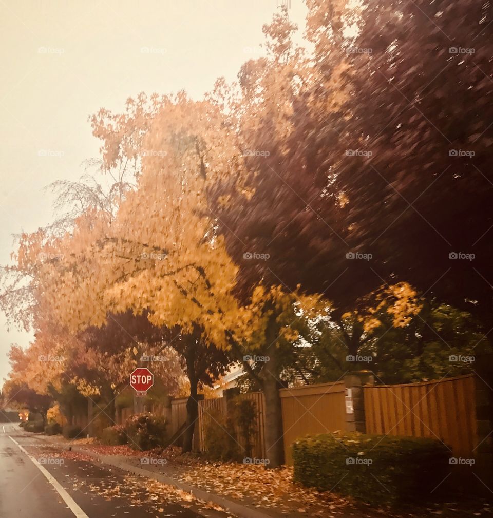 Have you all seen have fall colored leaves on the trees, purple, gold, yellow, brown on a nice crisp fall afternoon in November. USA, America