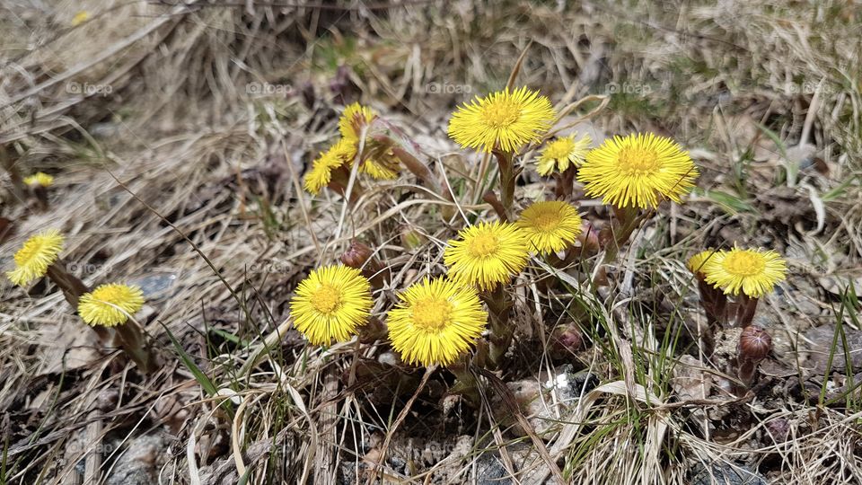 Coltsfoot yellow spring flowers growing in the nature - tussilago gul vårblomma växer i naturen 