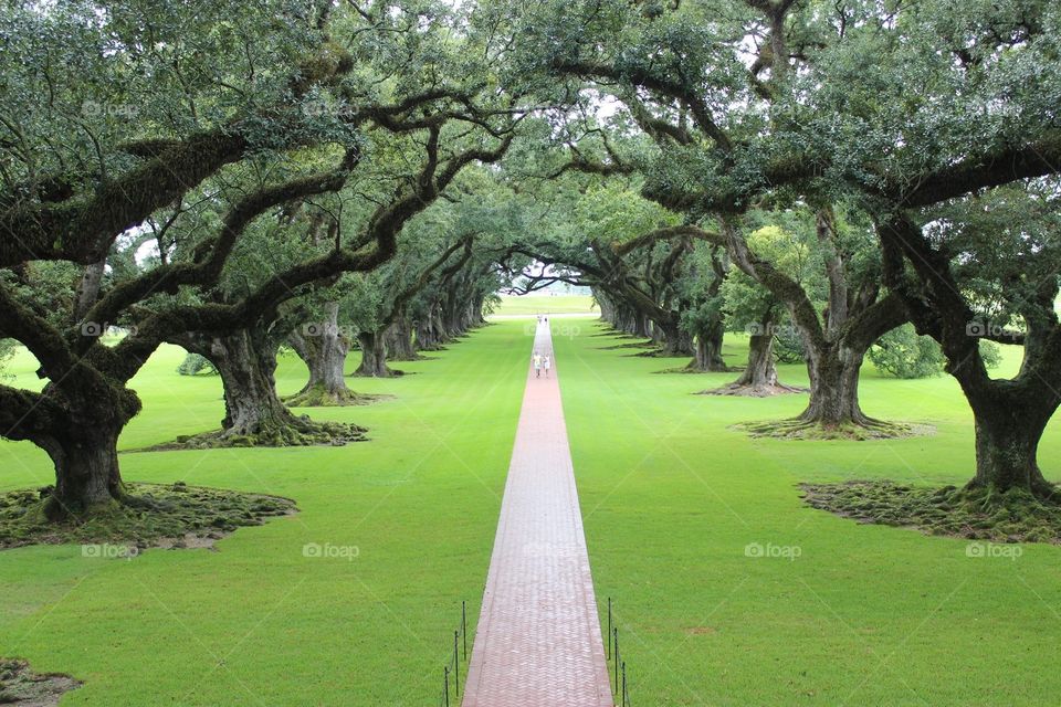Oak Alley Plantation at New Orleans, LA. The view is seen from the window of a century old mansion and the oak trees on both sides of the pathway are themselves almost a century old.