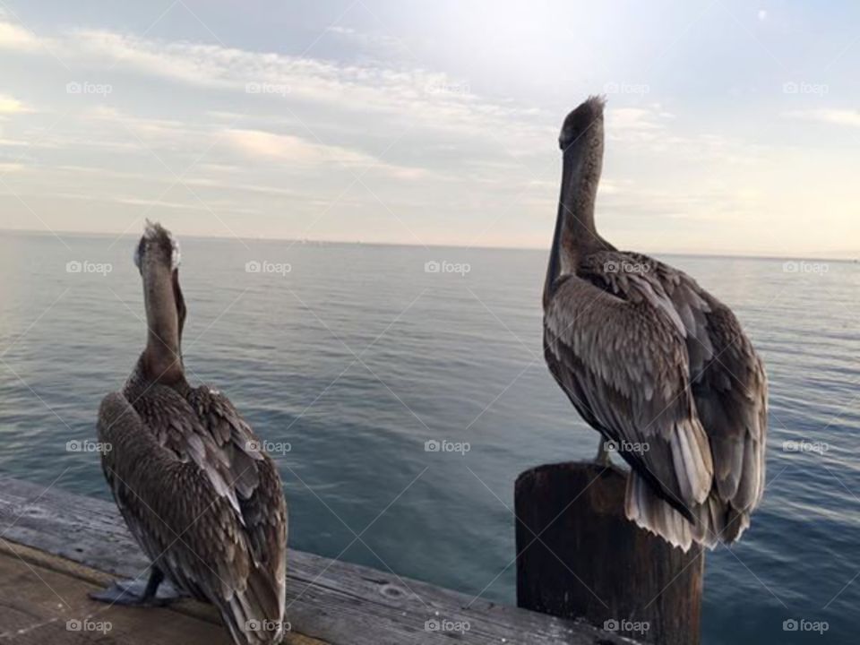 Pelican buddies. at Santa Barbra pelicans