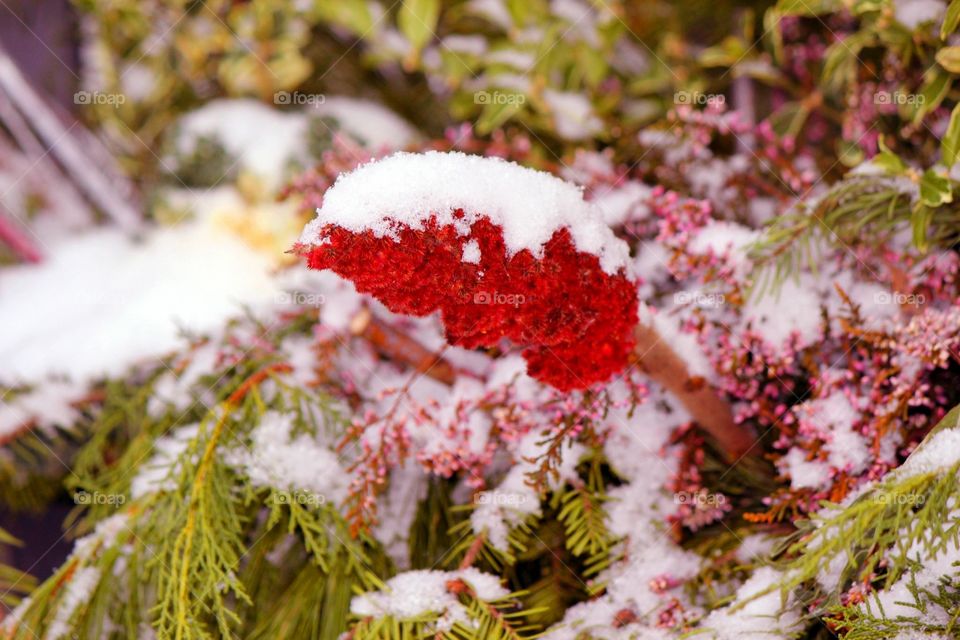 Winter Flowers covered in snow