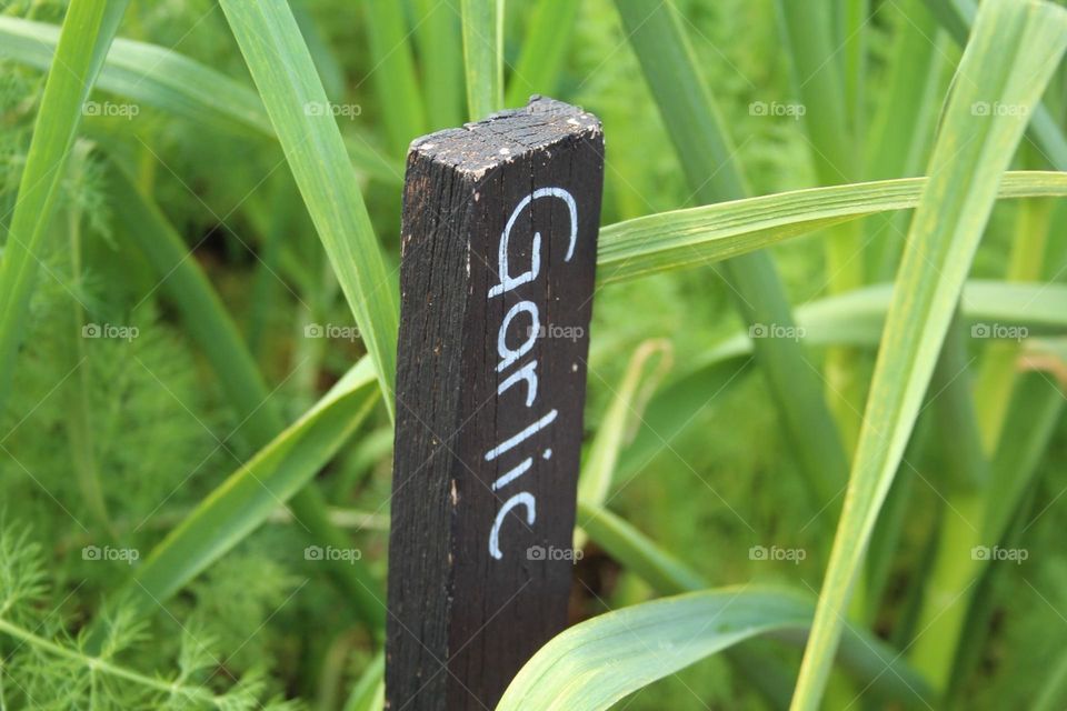 Garlic sign 