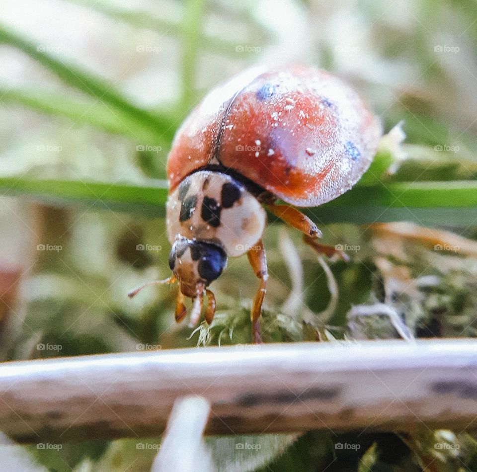 Macro photo of an insect called a ladybug