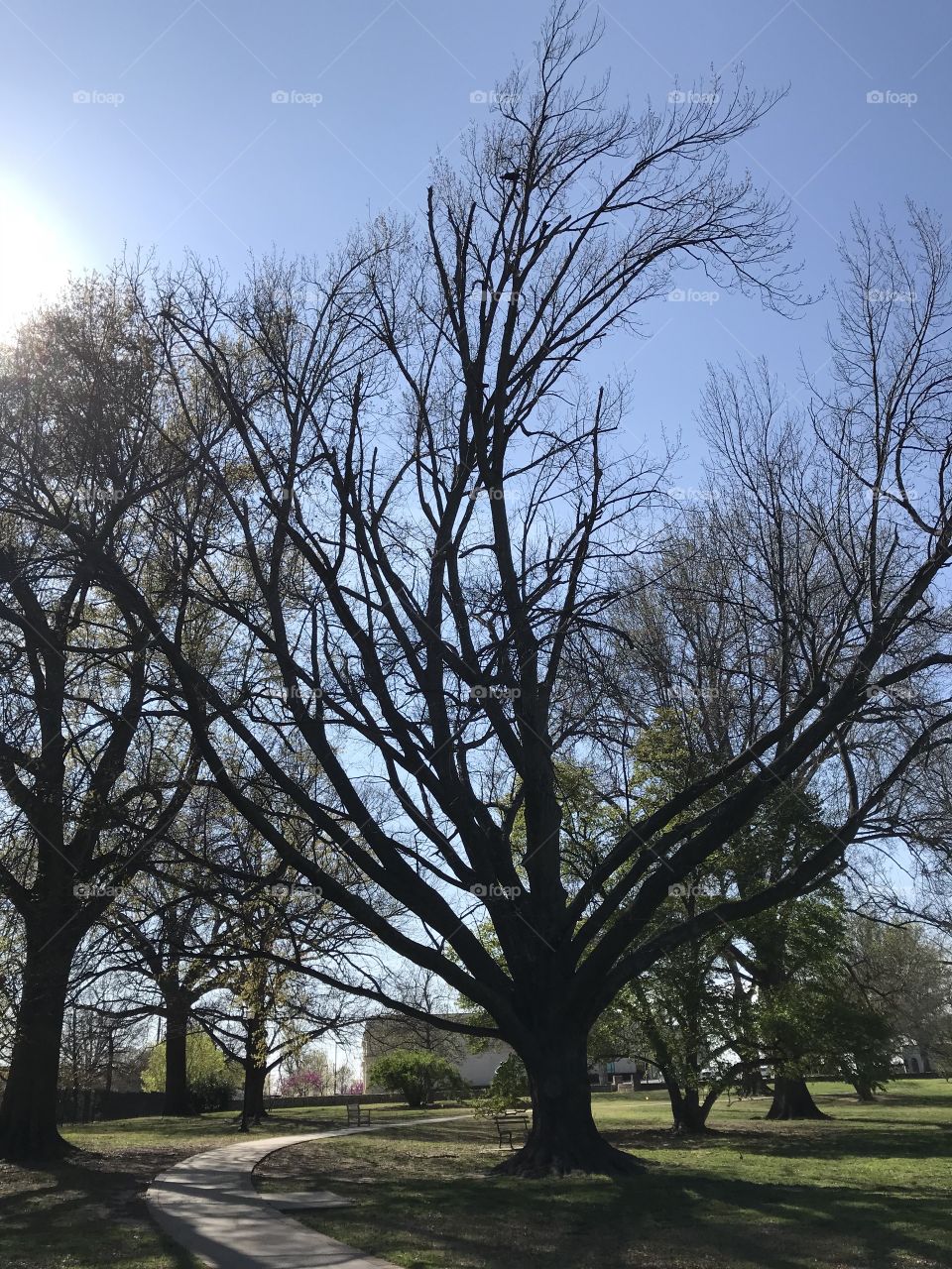 Southern Ted Oak tree
